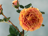 Autumn Rose Tek Dal Yapay Çiçek Turuncu
