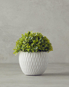 Boxwood Vazolu Yapay Çiçek Gri