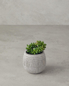 Cactus Love Plastik Vazolu Yapay Çiçek Yeşil