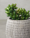 Cactus Love Plastik Vazolu Yapay Çiçek Yeşil