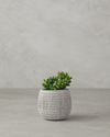 Cactus Love Plastik Vazolu Yapay Çiçek Yeşil