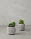 Cactus Love Plastik Vazolu Yapay Çiçek Yeşil