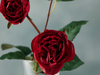 Classy Rose Tek Dal Yapay Çiçek Kırmızı
