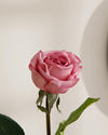 Corsage Kumaş Tek Dal Yapay Çiçek Koyu Pembe