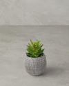 Crassula Plastik Vazolu Yapay Çiçek Yeşil