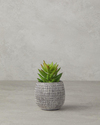Crassula Plastik Vazolu Yapay Çiçek Yeşil
