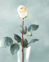 Petit Roses Tek Dal Yapay Çiçek Beyaz