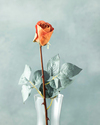 Petit Roses Tek Dal Yapay Çiçek Turuncu