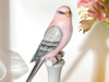 Pink Parrot Biblo Pembe