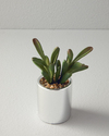 Succulent Vazolu Yapay Çiçek Silver