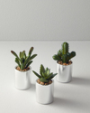 Succulent Vazolu Yapay Çiçek Silver