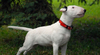 bull terrier