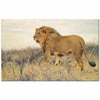 A Lion by Wilhelm Kuhnert as Fine Art Print