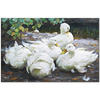 Alexander Koester Five Resting White Ducks Art Print