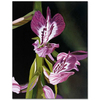 Anacamptis Papilionacea by Dagmar Göğdün