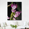 Anacamptis Papilionacea by Dagmar Göğdün as Fine Art Print