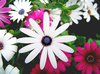 Anthemis