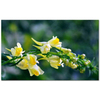 Aslanağzı Dalı Antirrhinum Kanvas Tablo