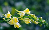 Aslanağzı Dalı Antirrhinum Kanvas Tablo