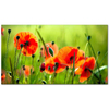 Beautiful Poppies as Art Print