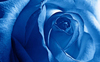 Blue Rose