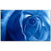 Blue Rose as Art Print