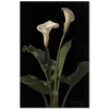 Calla Lilies by George Cochran Lambdin