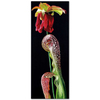 Darlingtonia Californica by Dagmar Göğdün