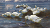 Ducks by Alexander Koester