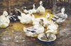 Ducks in the Straw by Alexander Koester
