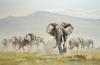 Elephant Charge by Donald Grant
