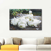 Five Resting White Ducks by Alexander Koester as Fine Art Print