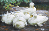 Five Resting White Ducks by Alexander Koester