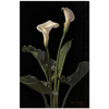 Calla Lilies by George Cochran Lambdin
