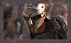 Gladiator Film Scene 04