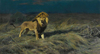 In Search Of Prey by Wilhelm Kuhnert