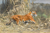 In The Jungle by Wilhelm Kuhnert