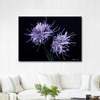 Jasione Montana by Dagmar Göğdün as Fine Art Print