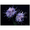 Jasione Montana by Dagmar Göğdün as Fine Art Print
