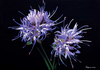 Jasione Montana by Dagmar Göğdün