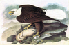 White Headed Eagle by John James Audubon