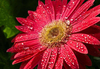 Kırmızı Gerbera Kanvas Tablo