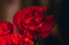 Red Carnations Art Print