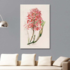 Laelia superbiens by James Bateman as Fine Art Print