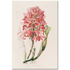 Laelia superbiens by James Bateman as Fine Art Print