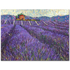 Lavender Field 01 as Art Print