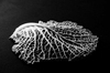 Leaf from Natural Studies by Edward Weston