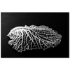 Leaf from Natural Studies by Edward Weston as Art Print