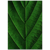 Leaf Texture