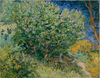 Lilac Bush by Vincent van Gogh as Fine Art Print